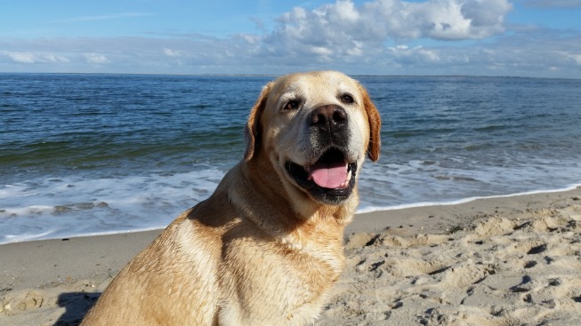 Ferienhaus mit Hund in Holland in am Meer