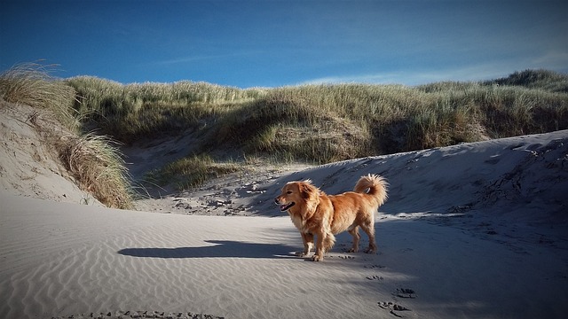 Urlaub mit Hund in den Dünen in Holland bei Sollasi