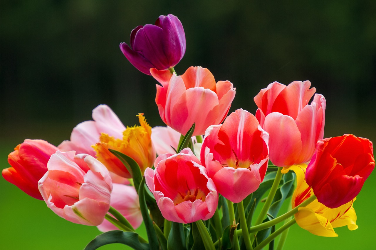 The tulip barn