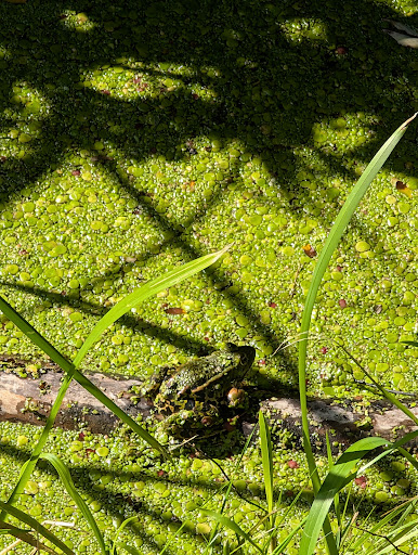 Photo from customer review