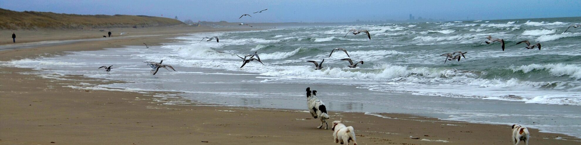 PICT0010 (1) (1) Paardrijden langs de duinen