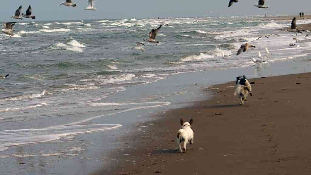 Hond-rennen-strand