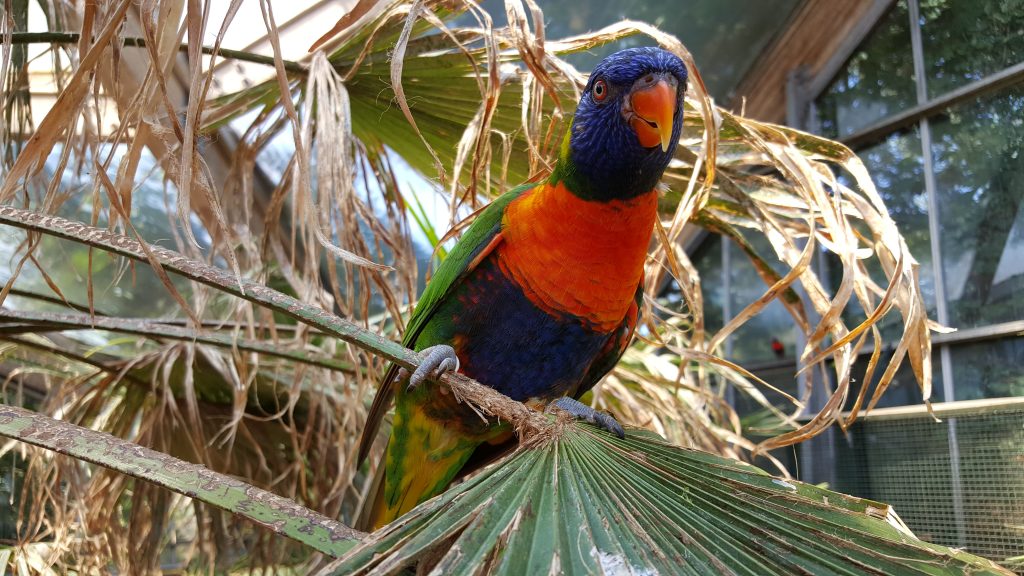 Vogelpark Avifauna