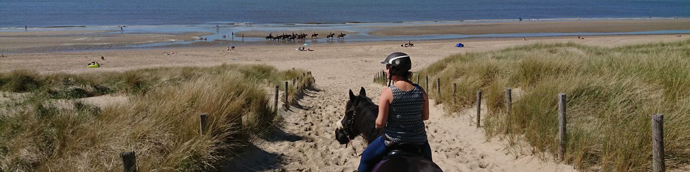 Paarden strand Noordwijk