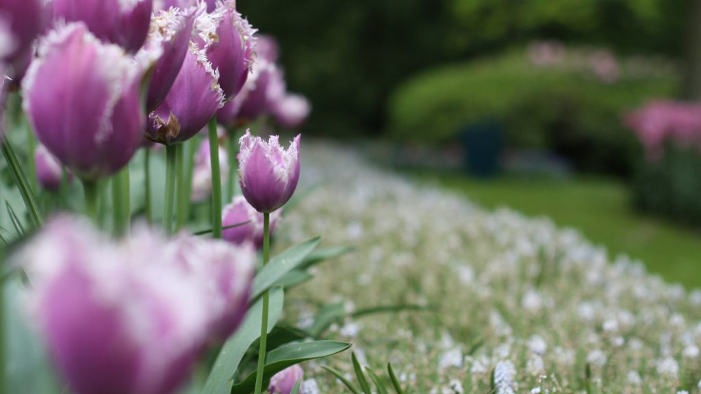 Tulpen im Keukenhof